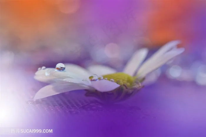 唯美水珠雏菊鲜花图片