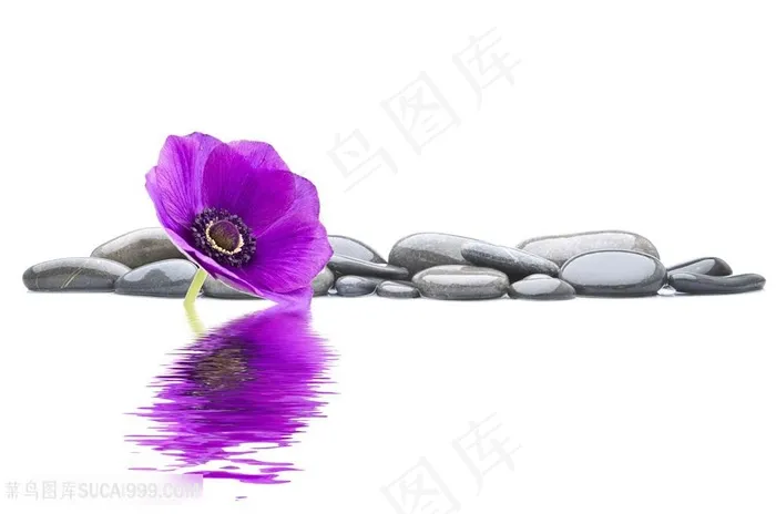 美丽花朵与鹅卵石