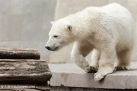 石板上的北极熊图片