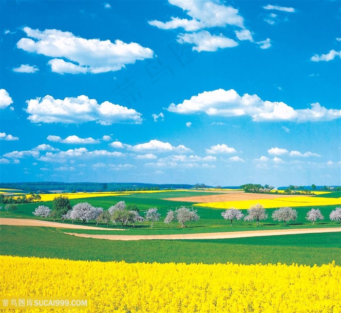 户外白天蓝天白云天空植物花田远景