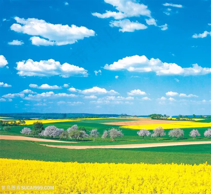 户外白天蓝天白云天空植物花田远景