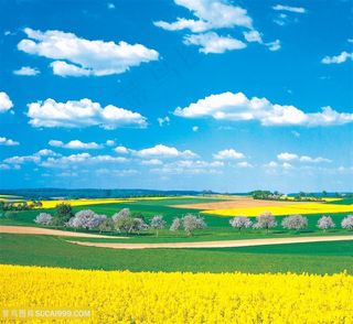 户外白天蓝天白云天空植物花田远景