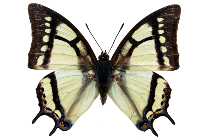 蝴蝶 彩蝶 花蝴蝶 动物 昆虫 免抠 (20)