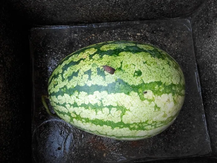 地里刚刚摘得西瓜