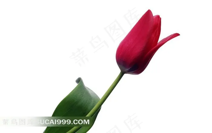 一朵红色娇艳的郁金香