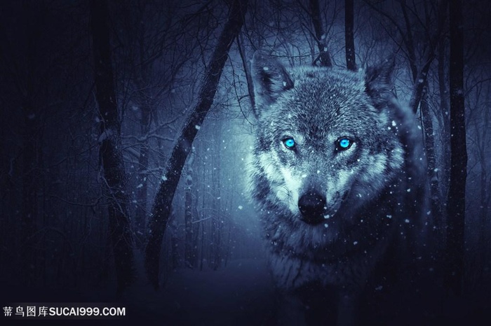 蓝色质地狼森林黑神秘雪光影酷炫动物