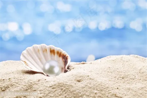 沙滩上美丽的贝壳珍珠