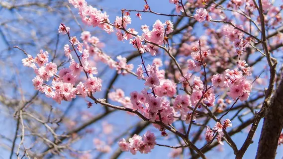 日本粉色樱花绽放图片