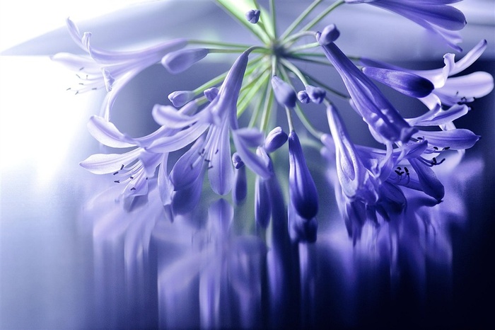 唯美高清紫色鲜花图片