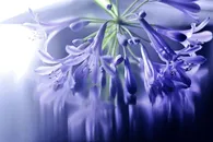 唯美高清紫色鲜花图片