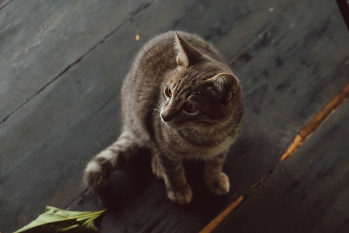 可爱猫咪猫猫摄影素材