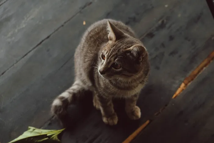 可爱猫咪猫猫摄影素材