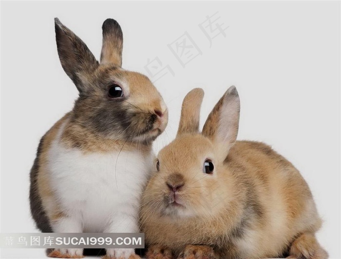 两只竖耳兔  自然动物