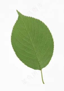 花草特写 1843 花草特写 1843