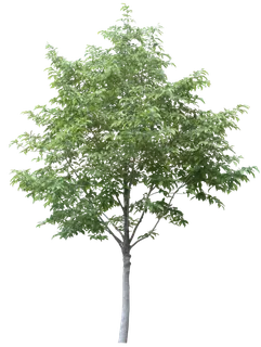 高清树木素材 免抠PSD植物素材 美术绘画园林贴图 树草灌木花草