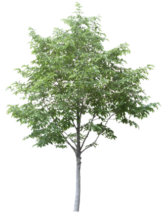 高清树木素材 免抠PSD植物素材 美术绘画园林贴图 树草灌木花草