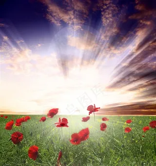 高清草地风景图片下载