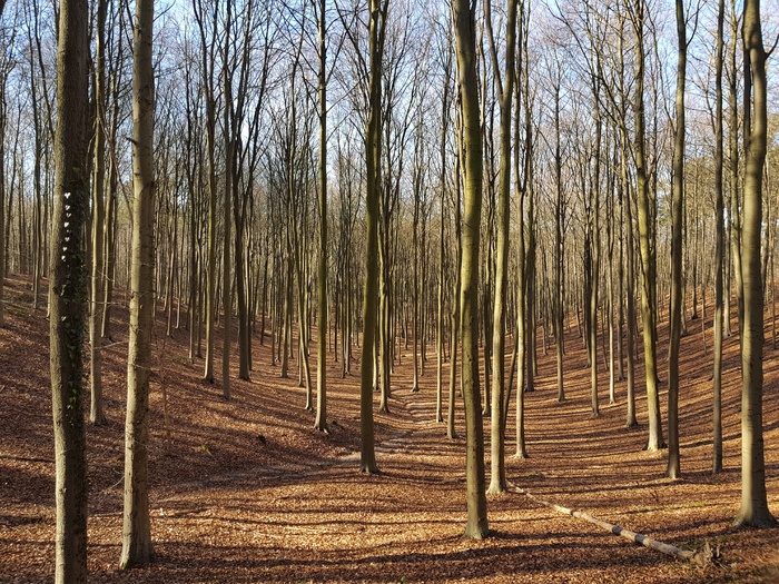 秋天树林景观图片