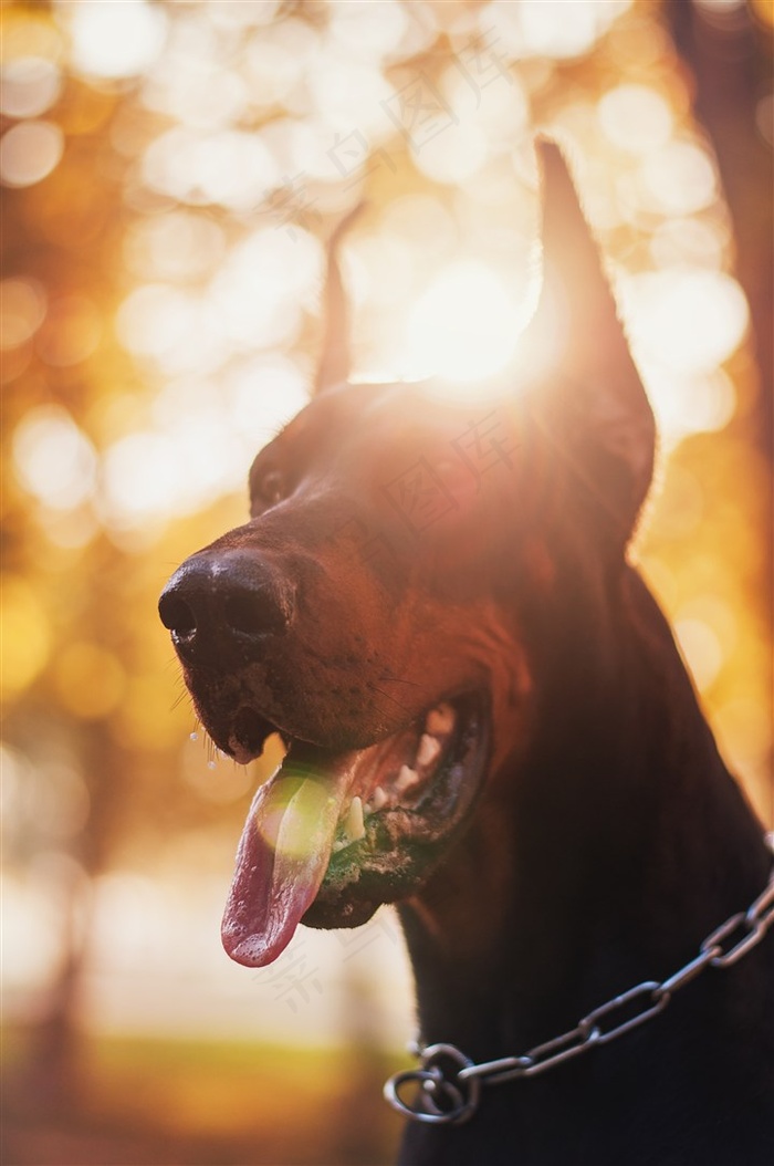 脖项上戴着链子的杜宾摄影