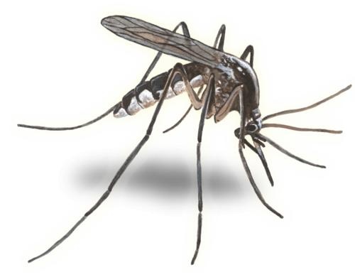 蚊子 PNG免抠(500x390)
