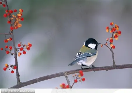 树枝上的小鸟 树枝上的小鸟