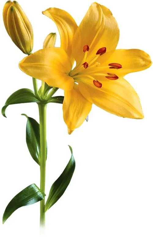 百合花免抠(500x778)
