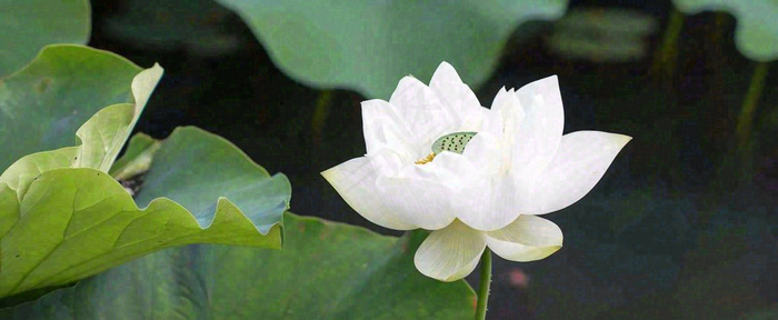夏天白荷花荷花池，处暑小暑大暑夏至立夏摄影图(1712x704)