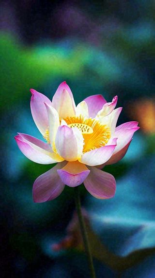 夏日清新荷塘荷花绿色大气摄影，立夏夏至处暑摄影图