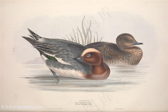 欧洲鸟类高清手绘装饰画挂画