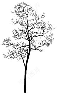 手绘树木设计素材