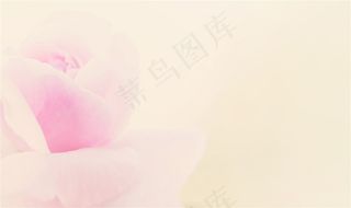 清新粉色花朵背景高清图片