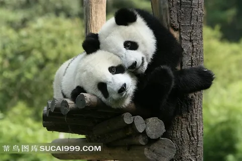 两只可爱的国宝熊猫 两只可爱的国宝熊猫
