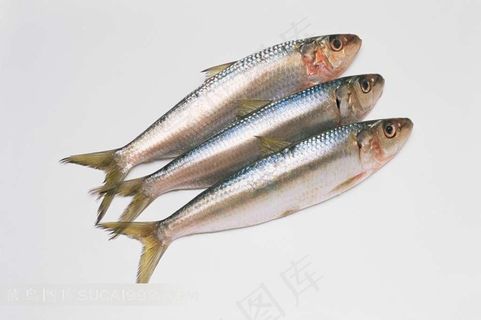 沙丁鱼素材图片