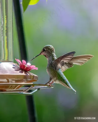 鲜花和蜂鸟图片