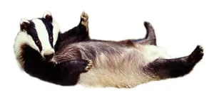 獾 PNG