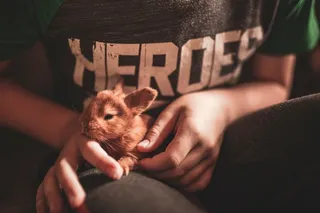 白色可爱兔子摄影素材