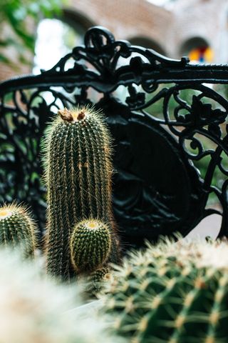 绿色仙人掌仙人球摄影素材