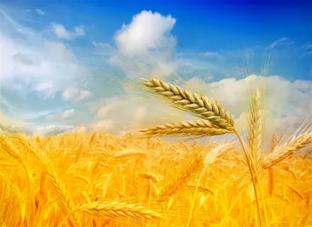 金黄稻田摄影高清图片 金黄稻田摄影高清图片