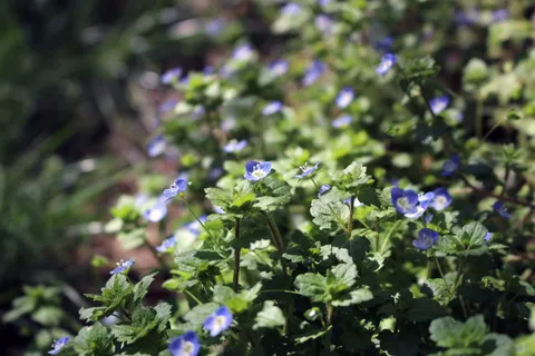春天蓝色小花图片