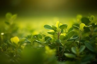 在田野中的绿叶的特写摄影图壁纸