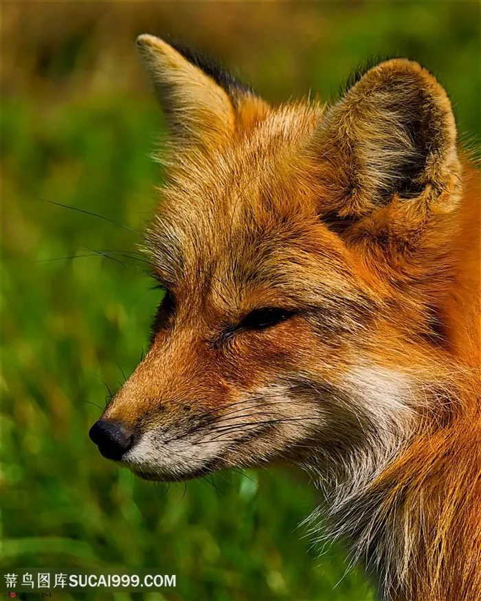 眯眯眼小狐狸图片