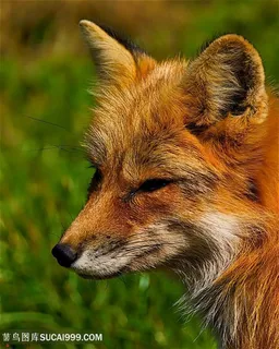 眯眯眼小狐狸图片