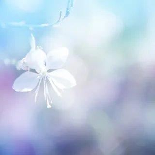 唯美高清白色花朵