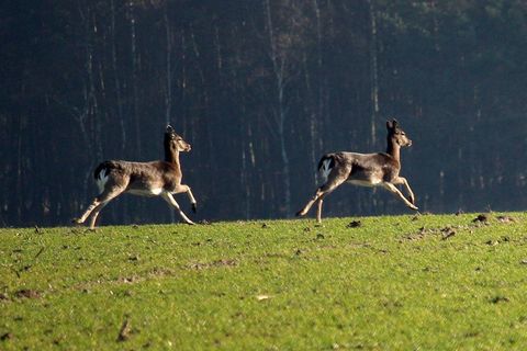 休耕鹿奔跑图片