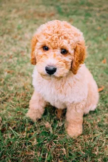 可爱萌呆比熊犬图片 可爱萌呆比熊犬图片