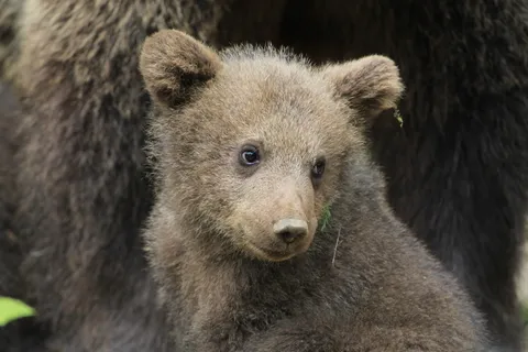熊动物棕熊动物园野生动物狗熊