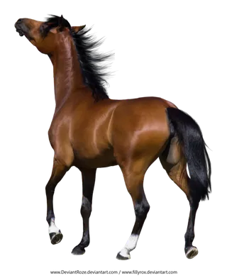 马动物免扣素材透明背景野马