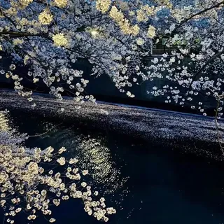 鲜花河流图