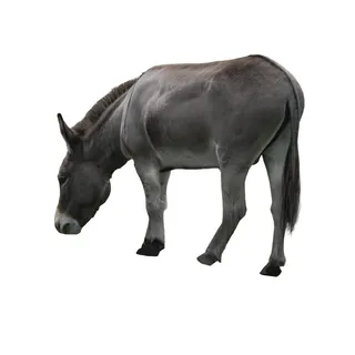 免抠毛驴实物摄影图片