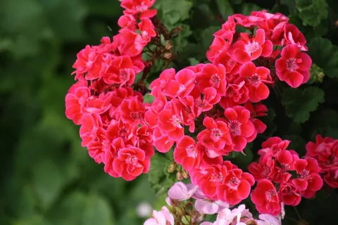 红色鲜花盆栽图片 红色鲜花盆栽图片